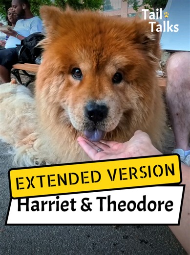 Cute Chow Chow Duo Gets Treats for Being Wonderful Pups!