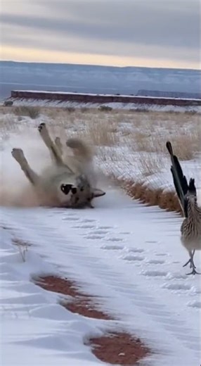 nThe Roadrunner's Sudden Stop Trap for the Coyote