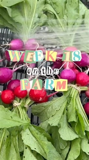 Week Eighteen on the Farm | 🥬 Harvesting + Sold Out at My First Market 🛍️ + My First Volunteer! ☀️