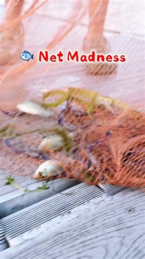 🎣 Fish EXPLODING in the Net at Lake Harris!! 🐟🔥