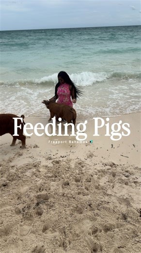 Tempest on Instagram: "Feeding pigs in Freeport Bahamas 🇧🇸 #tempestroshelle #travel #pigs #excursion"