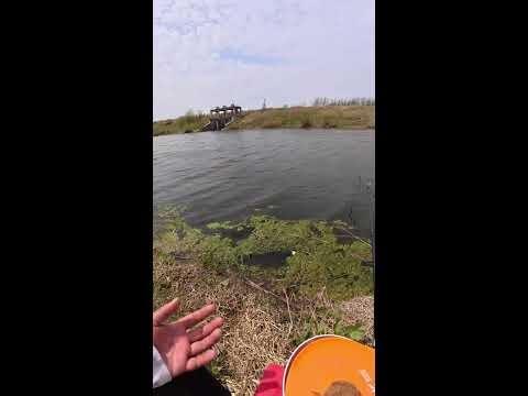 Meason Badders Live Stream