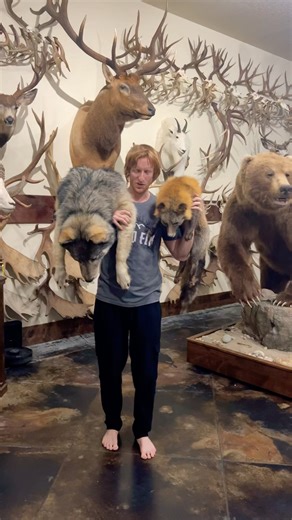 Wolf vs Fox Comparison 😳