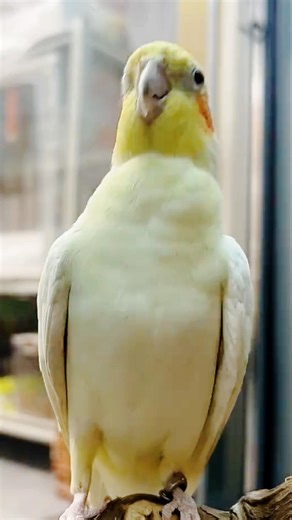 Jerry the cockatiel is singing and dancing his way into our hearts! ☺️🦜🎶 #cockatielscraze