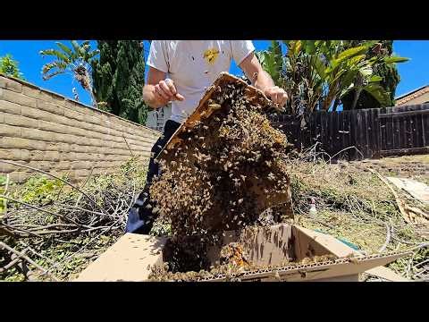 Kids Toy Taken Over By 20,000 Bees