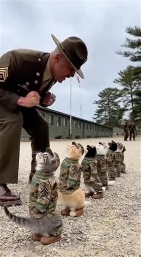 “Drill Sergeant Whiskers reporting: I said drop and give me nine lives, soldiers! 🐱🎖️” #shorts