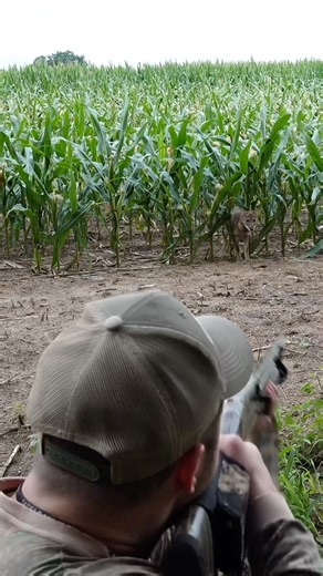 Extremely close coyote! #foxpro #animals #hunting #nature #coyote #wildlife #wildanimals