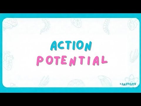 Action poiential 🧠
