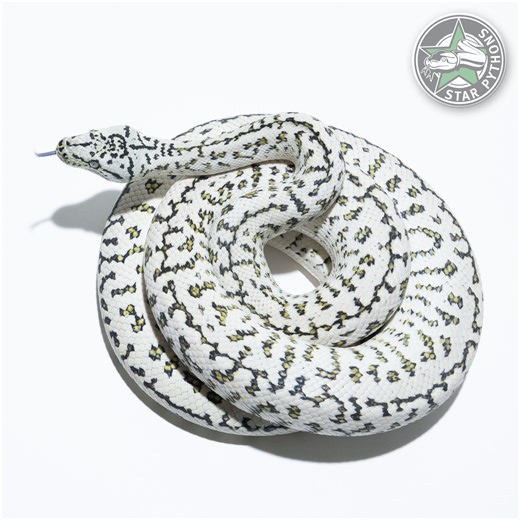 Carpet Pythons for Sale | Worldwide Shipping | StarPythons