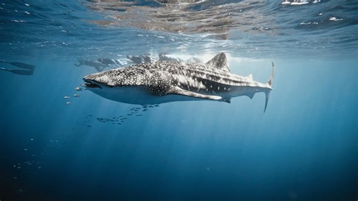 The whale shark: Footage of the world's biggest fish species - Worldwide