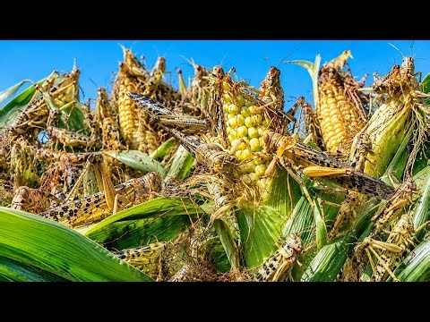 The Locust Swarm That Ate an Entire Country's Food Supply