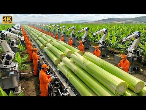 Inside the Largest U.S. Factory: High-Tech Banana Stem Processing You’ve Never Seen (Full Process)