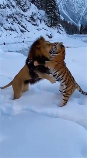 🦁 Lion vs Bengal Tiger - Epic Snow Battle - ULTIMATE Clash!
