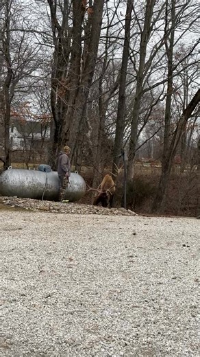 This impressive young bull was darted with BAM just a few moments before and still had the power to pull this heavy post out. The post was embedded with over a yard of concrete! 🦌🎯#elkhunting #hunter #elkbull #huntingelkisfun #elkbullelk #huntelk #huntingelkanddeer #tell #ełk #huntelkeveryyear #huntelktillthedayidie #elk #hi #huntelkeverywhere #huntingelks #huntelks #huntingelk #bull #elkbullhunting #hunting #huntelkbehappy #elkbulls #archery #archeryhunting #archerylife #archeryaddict #deerhu