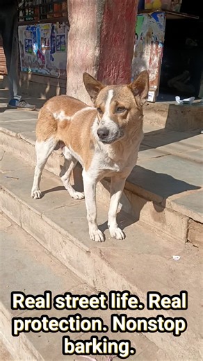 Street Dog on High Alert 🐕🚨 Nonstop Loud Barking!