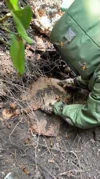 How to Handle Giant Hornets Safely #gianthornets #wildliferescue #hornetnestremoval