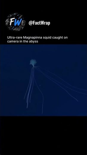 This Alien-Looking Squid Is Real! #shorts