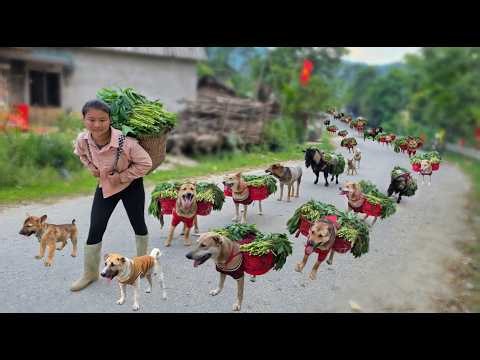 A Hard but Happy Day: Harvesting & Selling Farm Produce with My Pets - ha thi muon