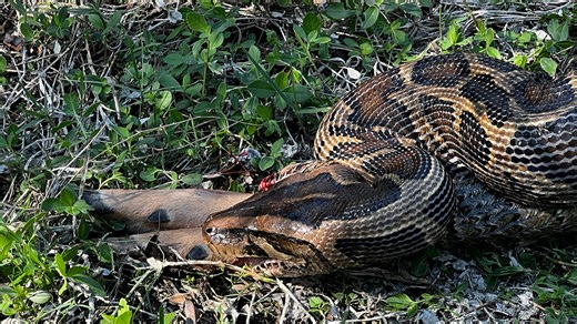 Has a Burmese python ever killed people in Florida? What to know