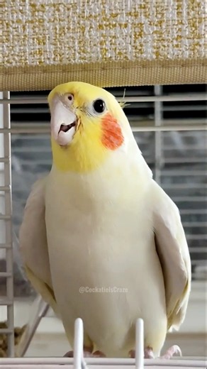 Jerry the Cockatiel Sings His Heart Out! 🎶🦜 The Cutest Little Serenade