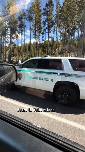 Exploring Wildlife: Grizzly Bears of Yellowstone