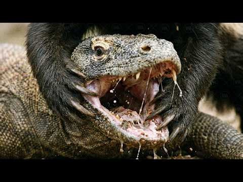 Honey Badgers and Komodo Dragons Together for the First Time. What Will Happen?