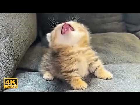 Cute KITTENS Being OVERDRAMATIC... Best of 2026 😂