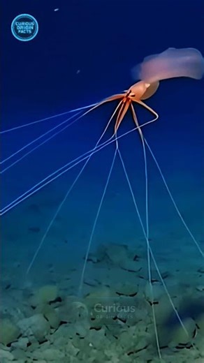 This Squid Looks Like an Alien 😳