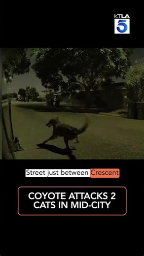 Coyote attacks 2 cats in Mid-city