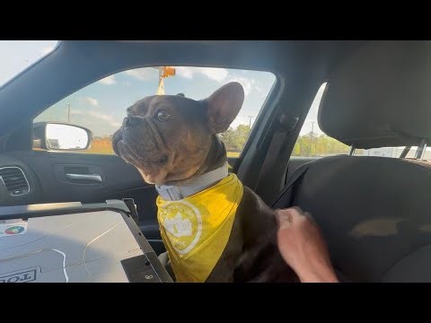 Group steals dog from Kroger parking lot, social media post leads police to them | WSB-TV