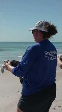 SeaWorld released 9 rehabilitated endangered green sea turtles.