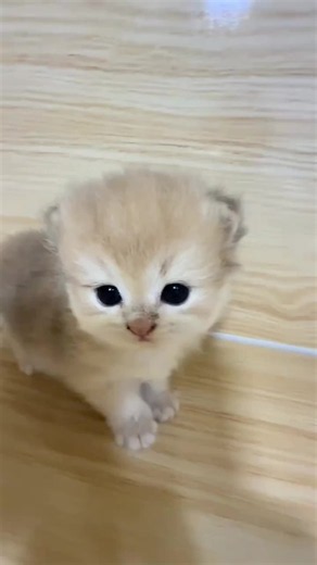 Cute kitten videos: adorable cat moments