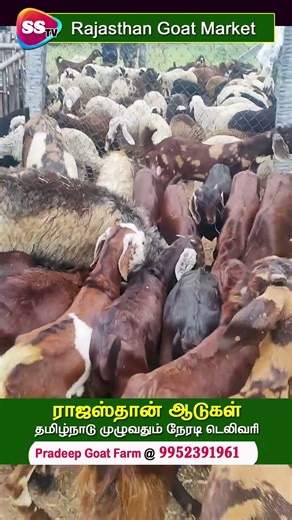 ராஜஸ்தான் ஆடுகள் – தமிழ்நாடு முழுவதும் நேரடி டெலிவரி #rajasthangoats #goatmarket #goatfarming #bgoat