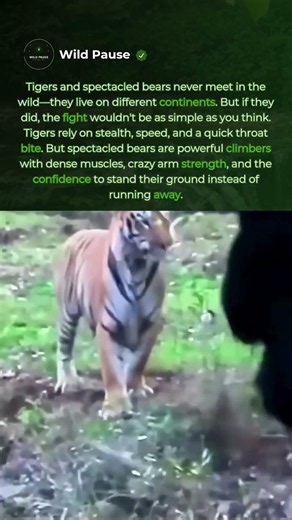 Tigers Hate When Prey Doesn't Run 🐅 #shorts