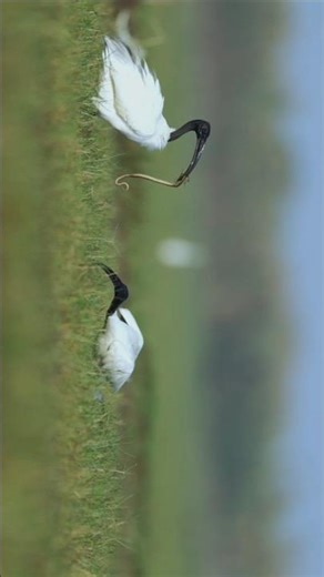 The fight for prey (snake) #viral #vibrantbirds #birds #wildlife #nature #wildlife #indianbirds #fyp