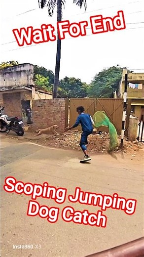 Scoping Jumping Dog Catch #scopion #dog #dogwithpublicsafety #ytviral #pets #dogshorts #shorts