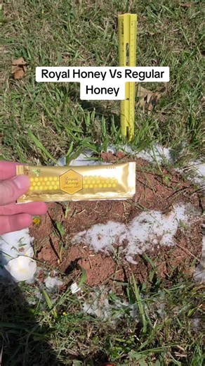Royal honey vs regular honey: which do ants prefer?