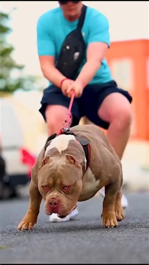 क्या पिटबुल सच में ख़तरनाक कुत्ता है?😱 #Shorts #Pitbull #Dog #ViralVideo #YtShorts #virtualreality 🔥