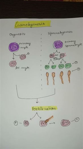 #gametogenesis#neet #biology #rpsc biology