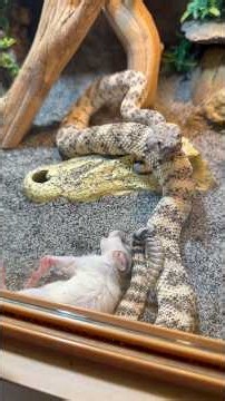 This Rattlesnake Went From Calm To Crazy In Seconds! 🐍😳 #snake #reptiles #rattlesnake