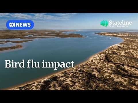 ‘Sacred’ Coorong wetlands brace for impact of bird flu | Stateline | ABC NEWS