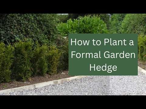 How to Plant a Formal Garden Hedge (Step-by-Step Guide)