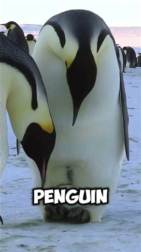 How Emperor Penguins Survive the Freezing Winter