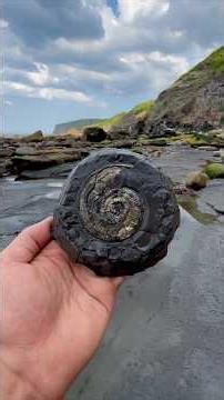 We explored a beach packed with Jurassic treasures 😱 Fossils around 180 MILLION years old
