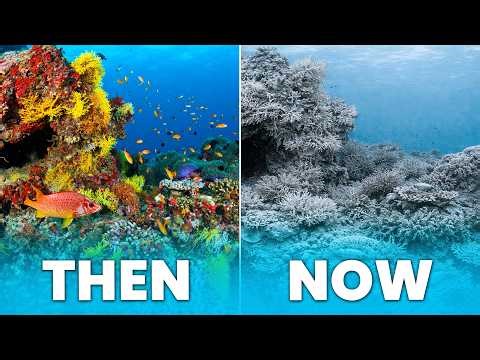 The Ocean Zones Where Nothing Can Breathe