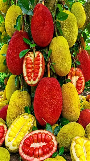 easy and fast method to grow and propagate jackfruit trees #jackfruit #garden #fruits
