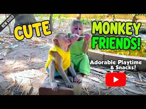 Adorable Baby Monkeys Enjoying Their Day