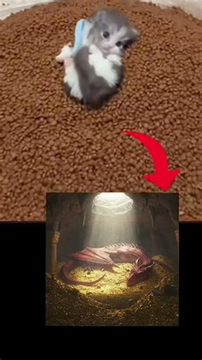 cat meme #cat #music #meme #funny #fypシ゚viral #67