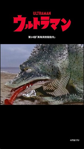 きもちわるい！？バクバク真珠を食いまくるガマクジラ！！ ＜緊急配信中＞『ウルトラマン』第14話「真珠貝防衛指令」【ウルトラマンシリーズ60周年記念】 -公式配信-