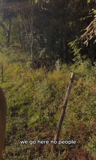 🚨 NEW - [ENGLISH SUBS] Brazil's Recent UFO sighting that a Farmer named "Mayk Leao" ( Instagram @mayk.leao ) recorded now with English Subtitles - Footage from Campo Largo, Paraná, Brazil, dated May 31, 2026, shows a Brazilian farmer filming and on live on Instagram recording a large UFO at approximately 6:00 PM local time. The video, now available with English subtitles, captures the object hovering in a rural area as the witness reacts in real time.The clip includes eerie audio and visual det